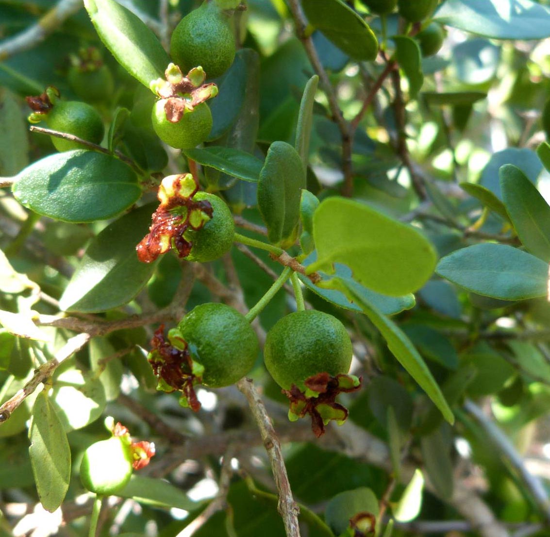 Psidium Schenckianum