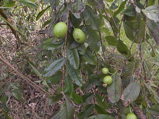 Psidium Sorocabense