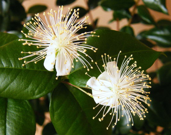 Psidium Stictophyllum