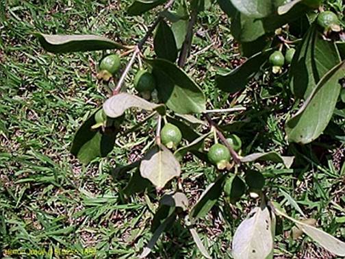 Psidium Suffruticosum