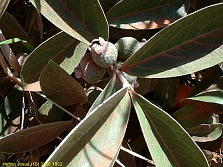 Psidium Ternatifolium