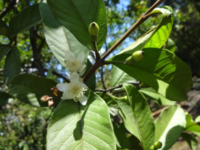 Psidium Transalpinum