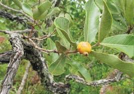 Psidium Turbinatum