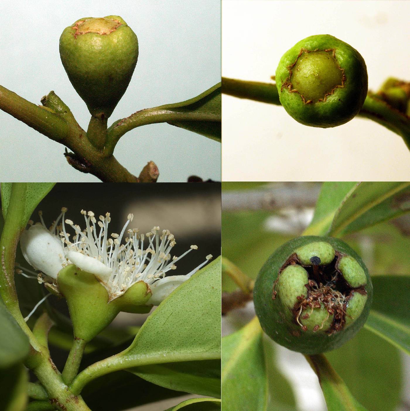 Psidium Ubatubense