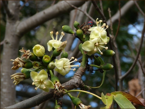 Psidium Velutinum