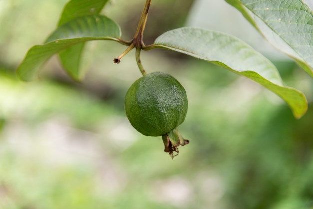 Psidium Ypanamense