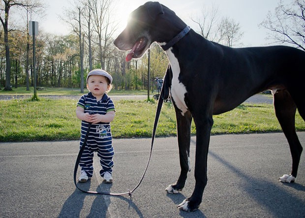 Raças de Cachorros Gigantes: Características e Fotos