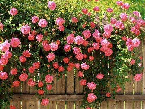 Tipos e Roseiras Para Jardim – Lista com as 8 Principais