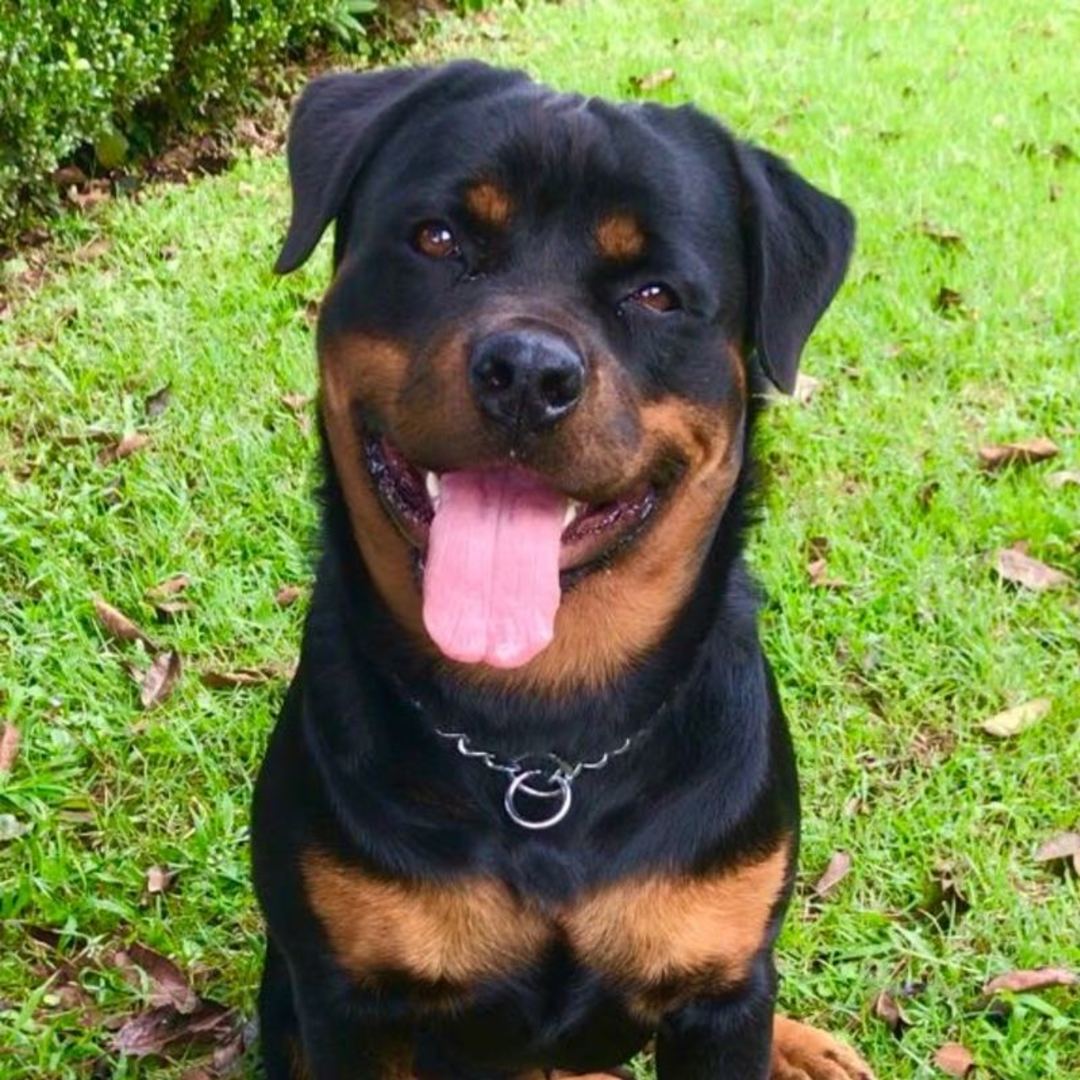 Rottweiler