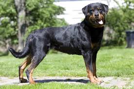 Rottweiller