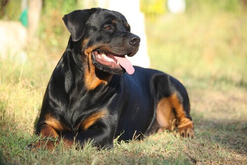 Rotweiller