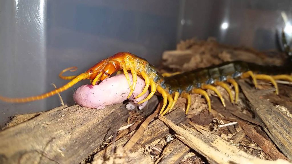 Scolopendra