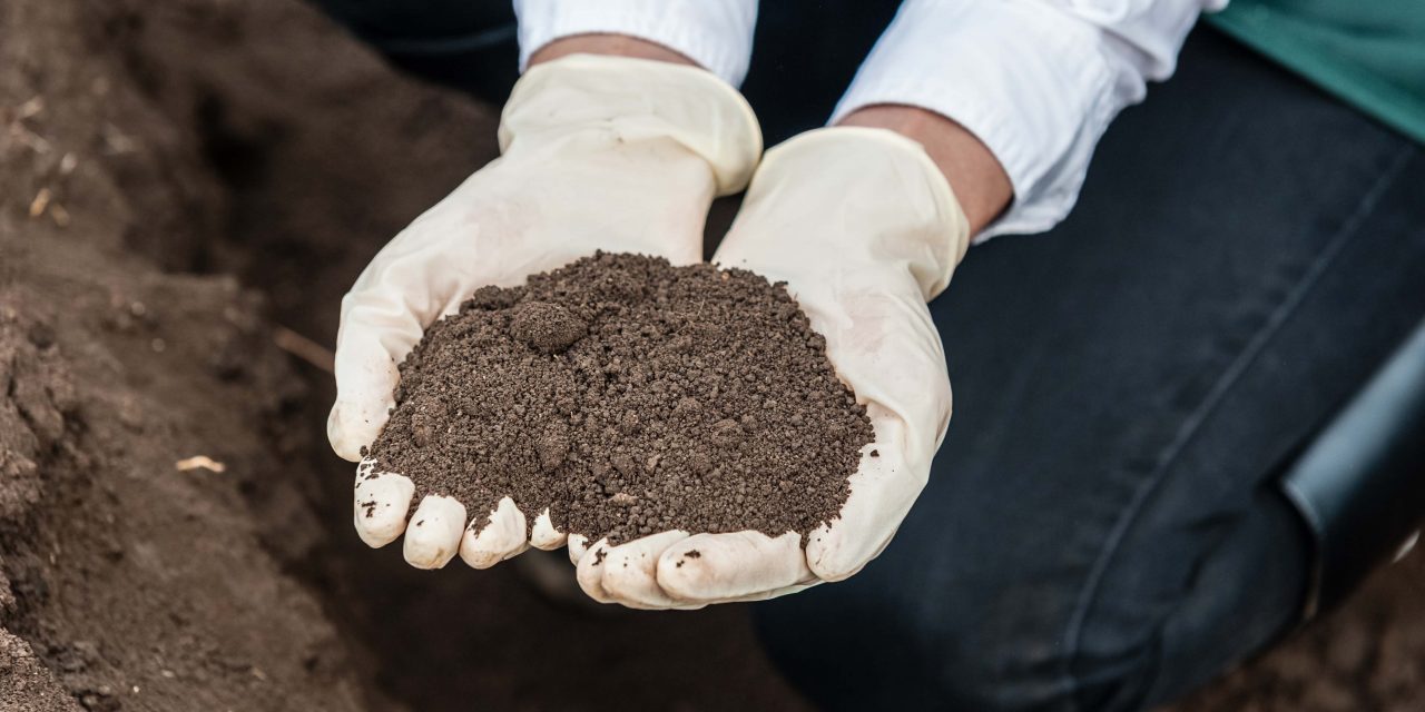 Tudo Sobre Solo Humífero – Mundo Ecologia