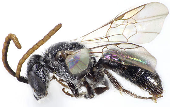 Sphecodosoma