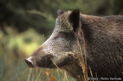 Sus Scrofa Algira