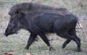 Sus Scrofa Cristatus