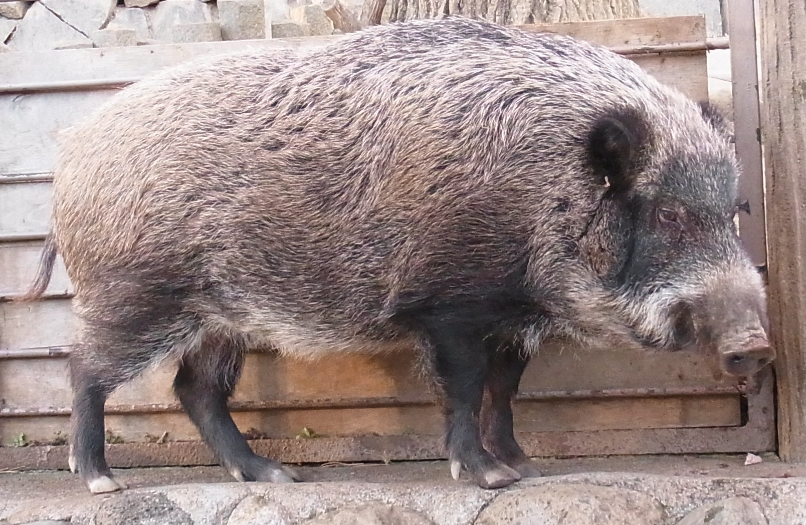 Sus Scrofa Leucomysta