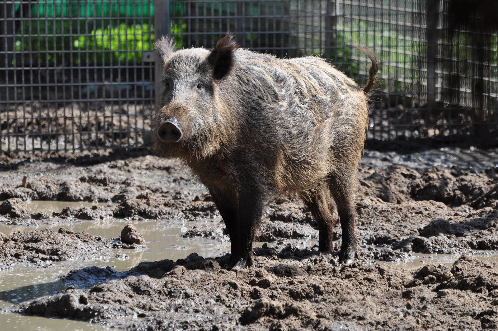 Sus Scrofa Libycus