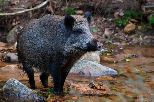 Sus Scrofa Meridionali