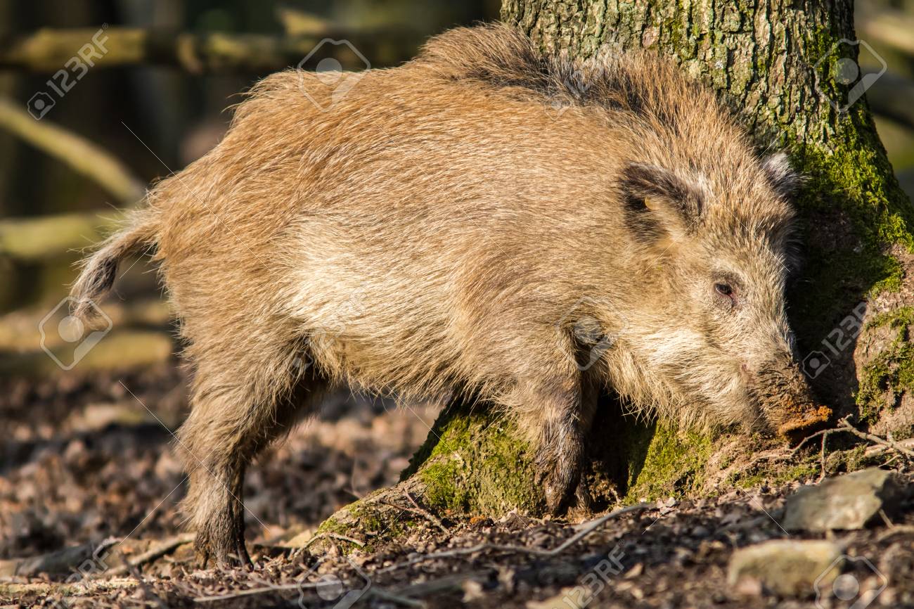 Sus Scrofa Scrofa