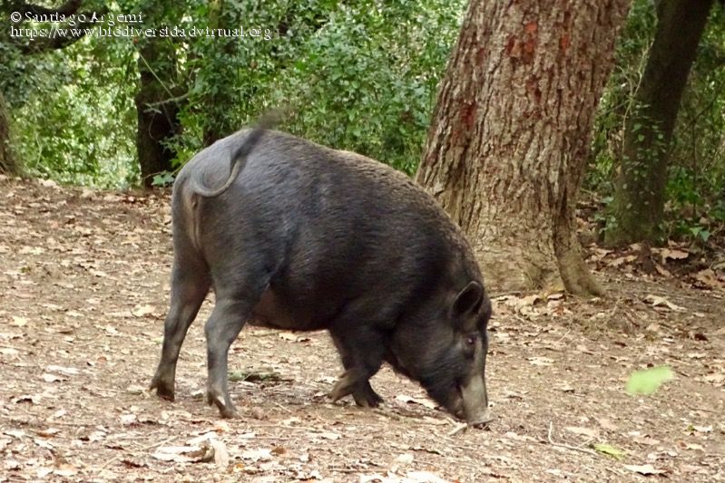 Sus Scrofa Ussuris