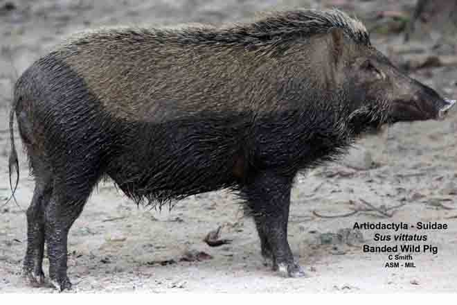 Sus Scrofa Vittatus