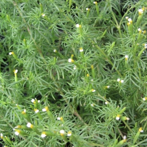 Tagetes Filifolia