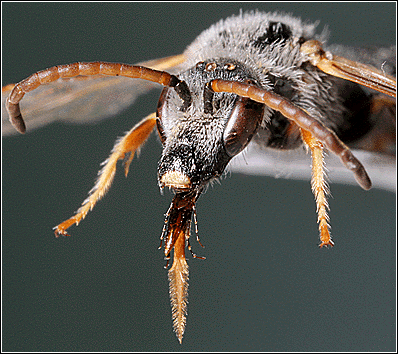 Thrincohalictus