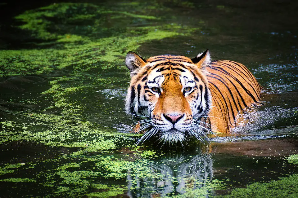 Tigre-Malaio Dentro da Água