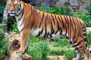 Tigre-Malaio No Meio do Mato Em Cima de Um Tronco