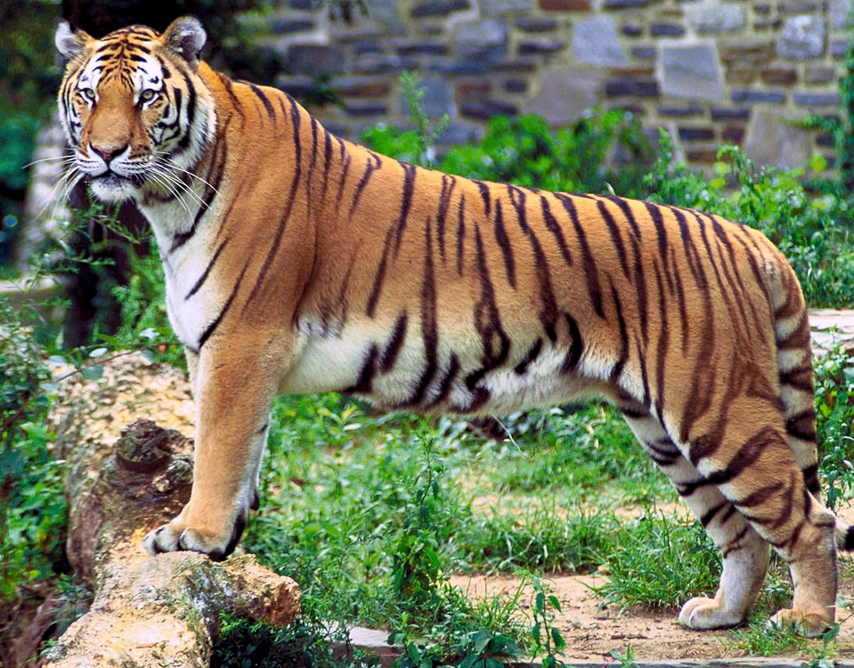 Tigre-Malaio No Meio do Mato Em Cima de Um Tronco