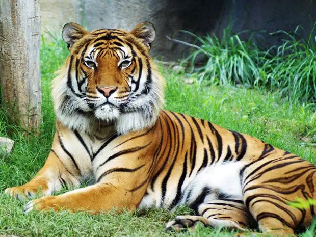 Tigre da Malásia 
