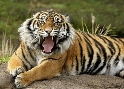 Tigre da Sumatra: Características, Fotos e Nome Científico