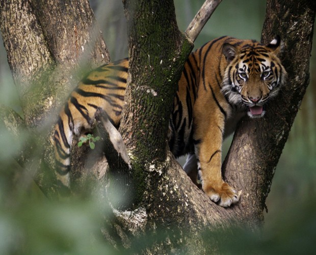 Tigre da Sumatra Em Cima da Árvore em Zoológico da Indonésia