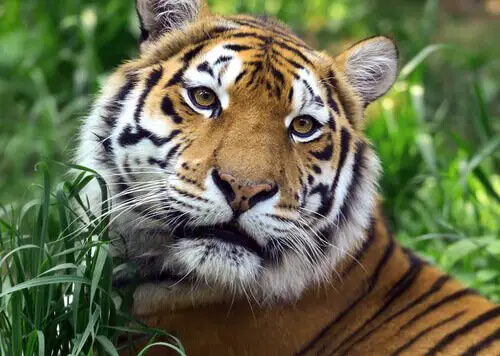 Tigre de Bengala 