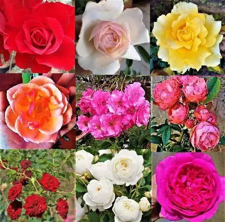 Tipos de Rosas 