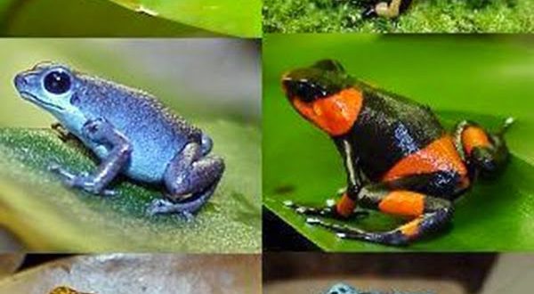 Rãs Venenosas da Amazônia: Como Identificar, Reconhecer e se Prevenir ...
