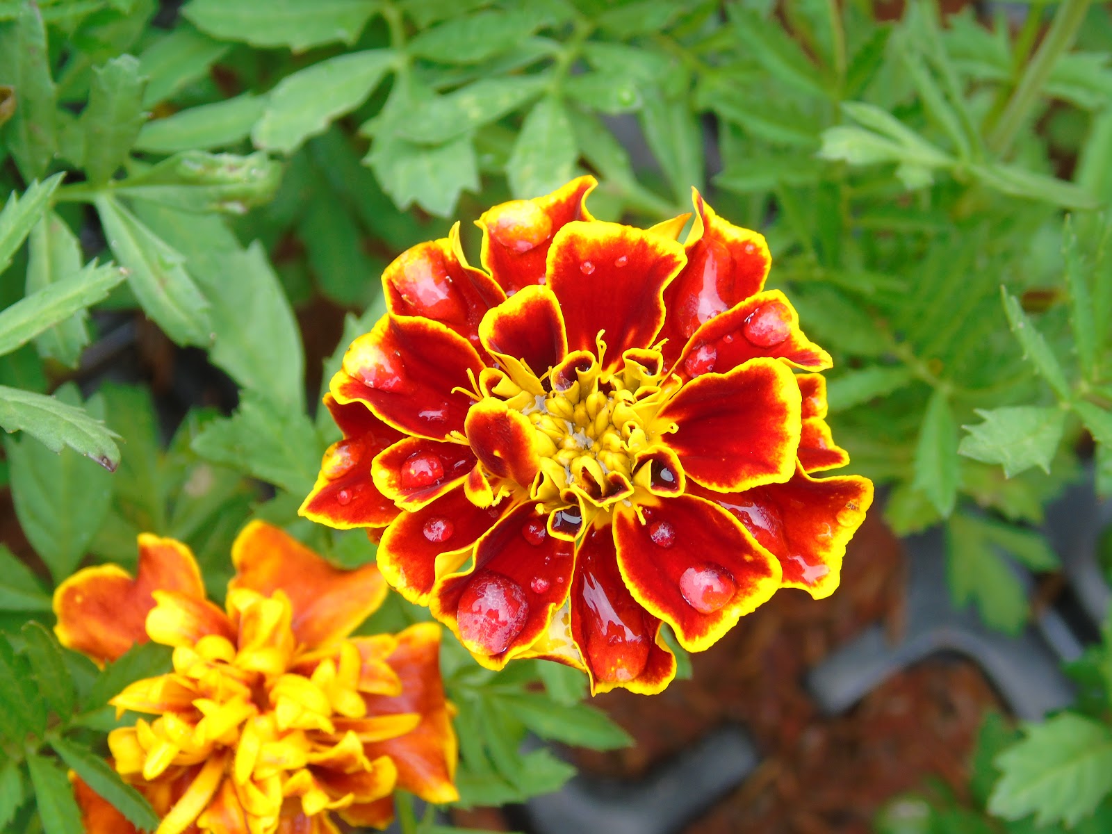 Tipos de Tagetes