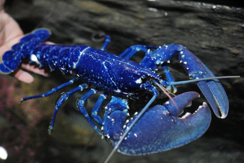 A Beleza da Lagosta Azul