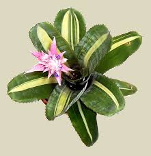 Aechmea Fasciata Variegata