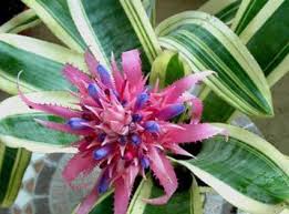 Aechmea Fasciata Albomarginata