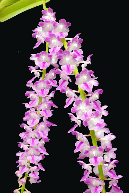 Aerides Rosea