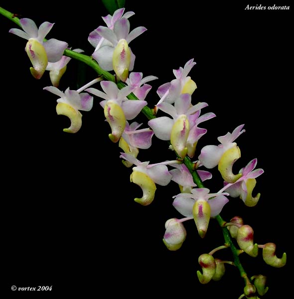 Aerides odoratum