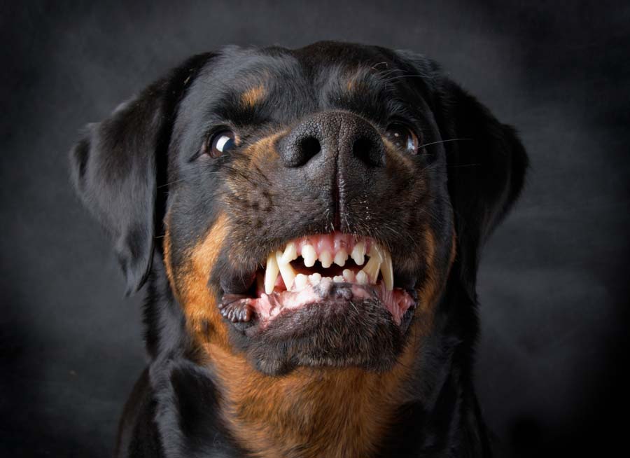 Agressividade dos Rottweilers