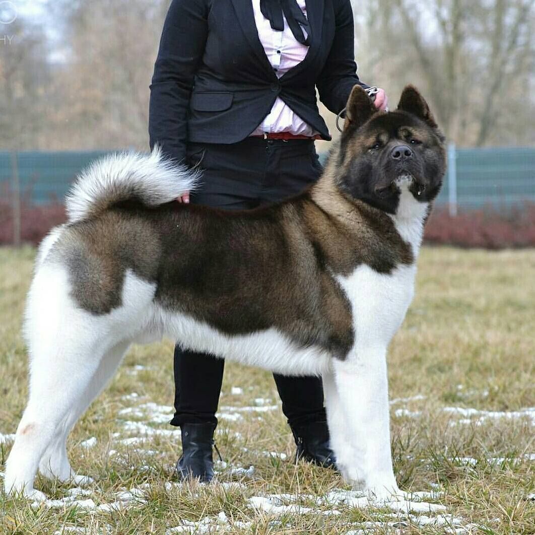 Akita Americano: Peso, Filhotes, Branco e Características