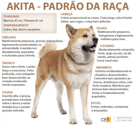 Akita Características 