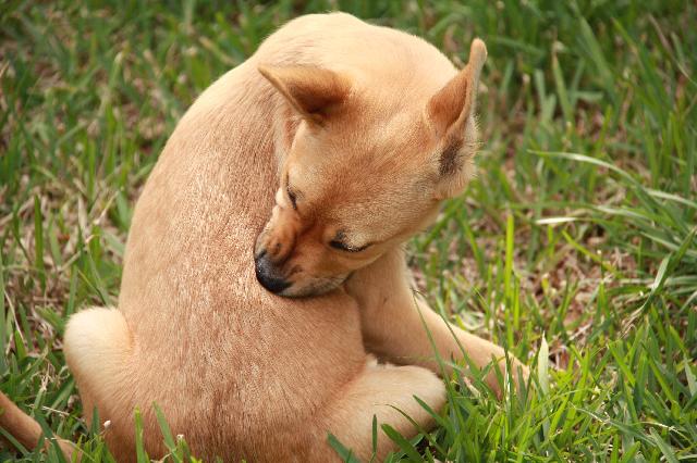 Dermatite Canina: O Que é, Sintomas, Tratamento e Estresse