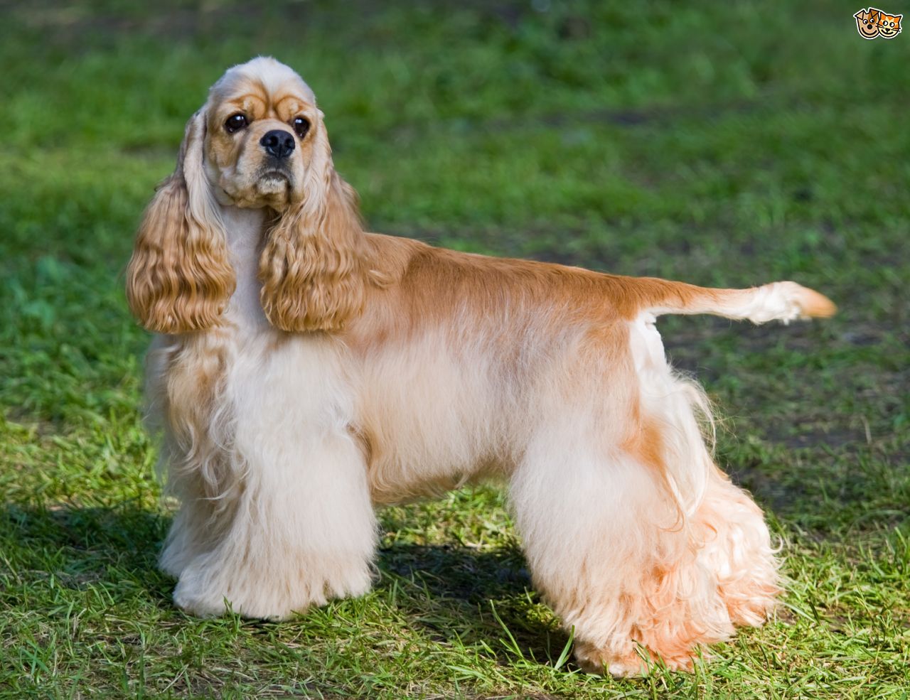 American Cocker Spaniel