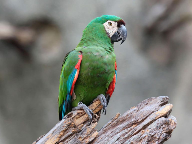 Arara