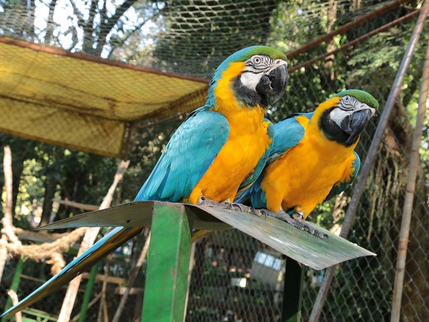 Araras no Zoológico